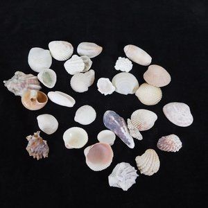 Lot of 30 Mixed Seashells Ocean Beach Decor Aquarium Crafting Pink Brown White